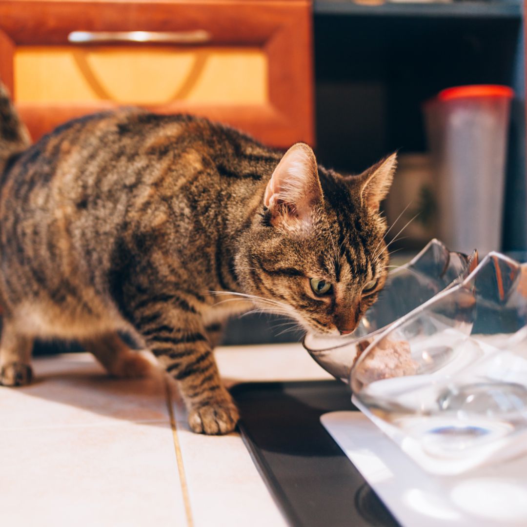 Orthopedic Anti-Vomiting Tilted Cat Feeder/Bowl